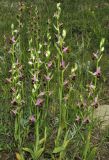 Ophrys oestrifera. Цветущие растения. Крым, окр. Феодосии, хр. Тепе-Оба, нарушенная степь в междурядьях искусственного леса из сосны крымской с примесью лиственных деревьев и кустарников. 17 мая 2016 г.