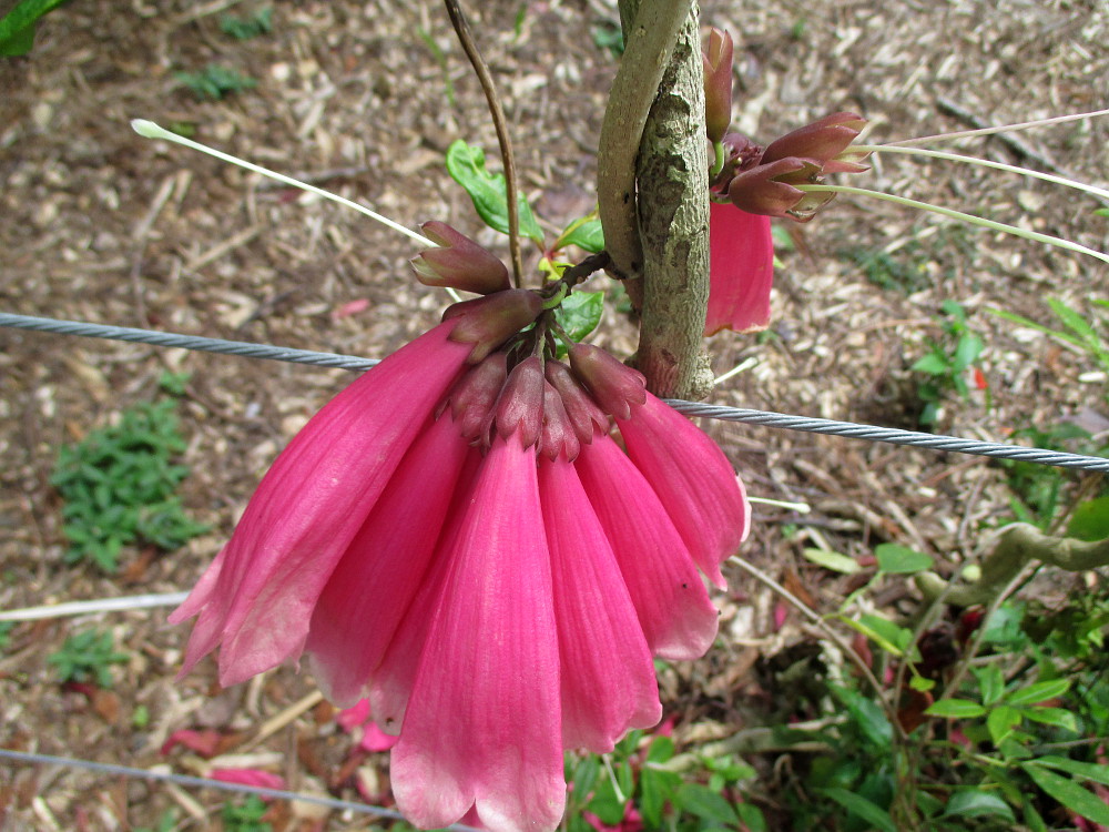 Изображение особи Tecomanthe dendrophila.
