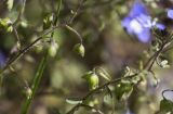 Veronica glauca