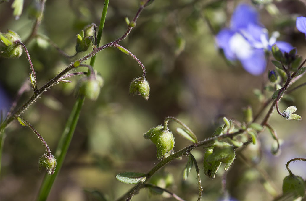 Image of Veronica glauca specimen.