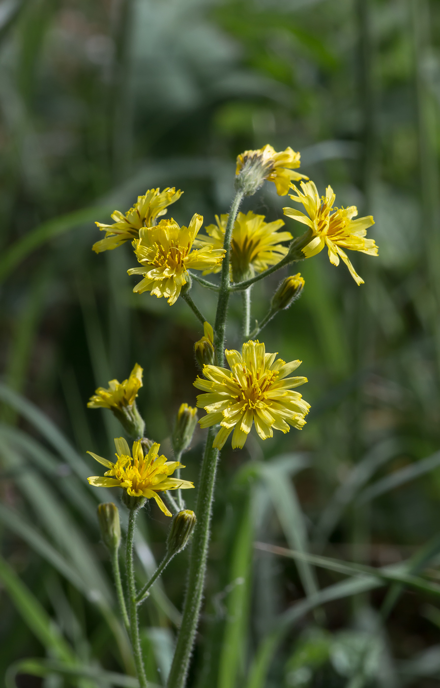 Image of Crepis praemorsa specimen.