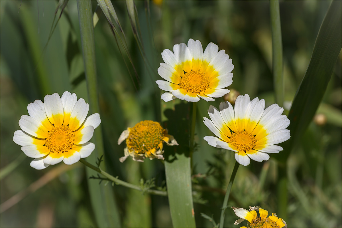 Image of Glebionis coronaria specimen.