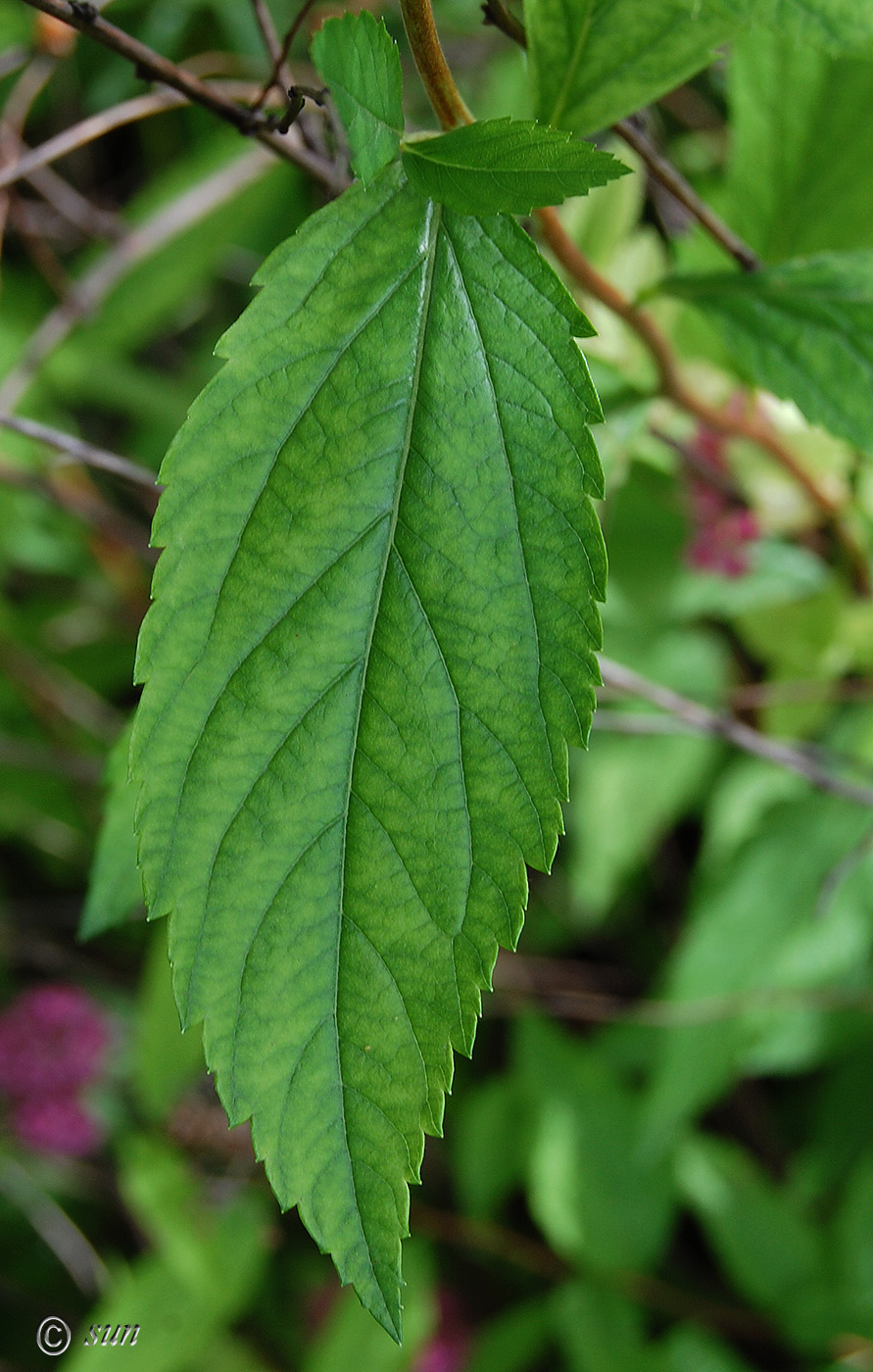 Image of Spiraea japonica specimen.