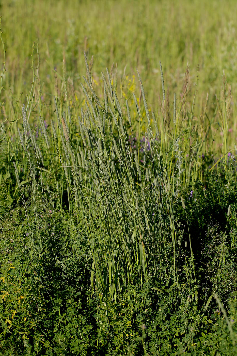Image of Phleum pratense specimen.