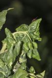 Fraxinus pennsylvanica. Галлобразования, спровоцированные тлёй ясеневой гнездовой (Prociphilus fraxini), с кормящимся ею клопом-слепняком Deraeocoris ruber. Саратов, Октябрьское ущелье. 02.07.2016.