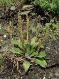 Plantago camtschatica. Цветущее и плодоносящее растение. Приморье, окр. г. Находка, бухта Тунгус, на каменной осыпи. 02.07.2016.