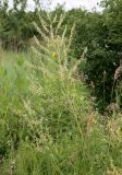 Astragalus galegiformis. Верхушка плодоносящего растения. Ростов-на-Дону, ботсад ЮФУ, остепнённый луг на залежи. 28.06.2016.