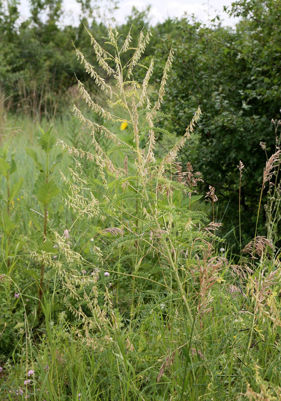 Image of Astragalus galegiformis specimen.