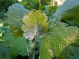 Macleaya cordata