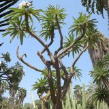 Pachypodium lamerei. Крона цветущего растения. Израиль, Шарон, г. Тель-Авив, ботанический сад \"Сад кактусов\". 27.07.2015.