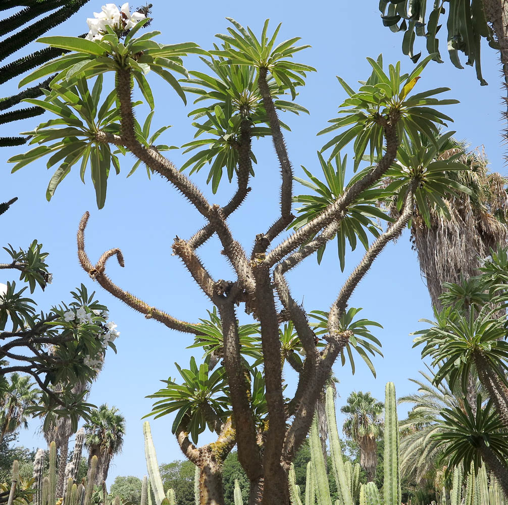 Image of Pachypodium lamerei specimen.