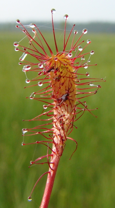 Изображение особи Drosera anglica.