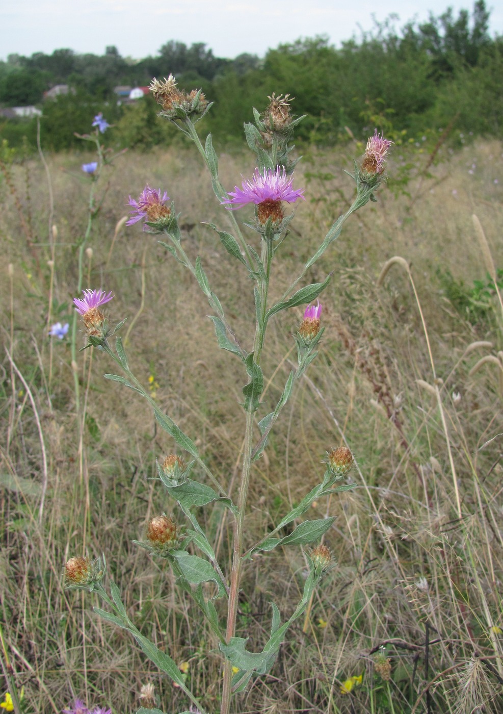 Изображение особи род Centaurea.