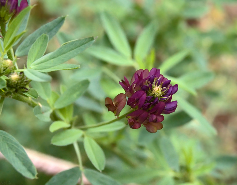 Изображение особи Medicago &times; varia.