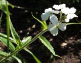 Hesperis sibirica ssp. pseudonivea