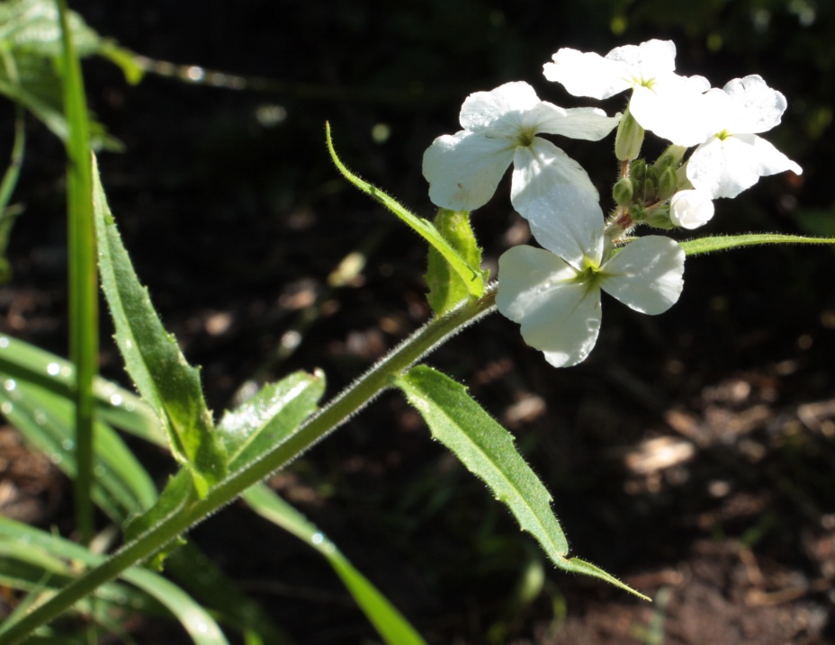 Image of Hesperis sibirica ssp. pseudonivea specimen.