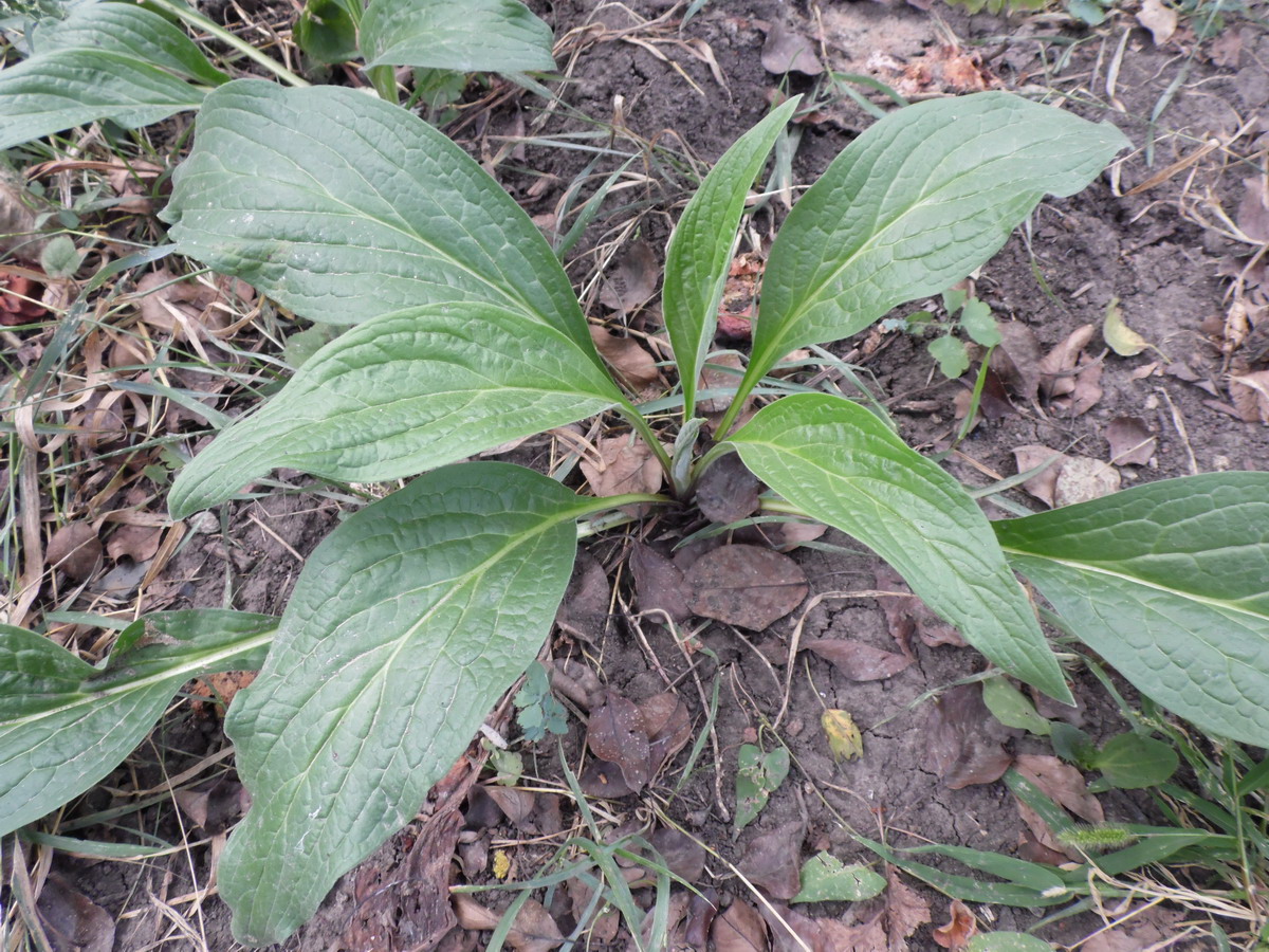 Image of Cynoglossum officinale specimen.