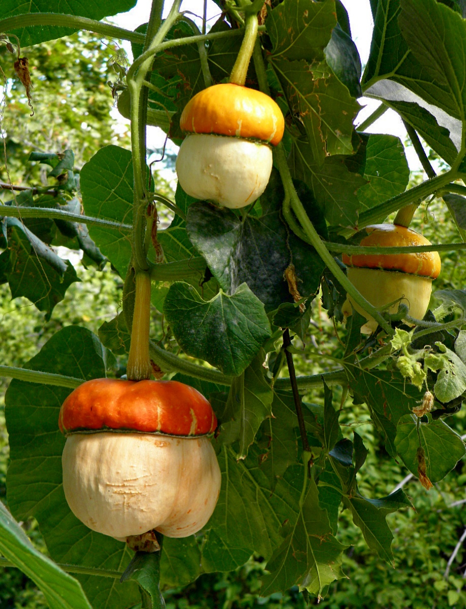 Image of Cucurbita maxima ssp. turbaniformis specimen.