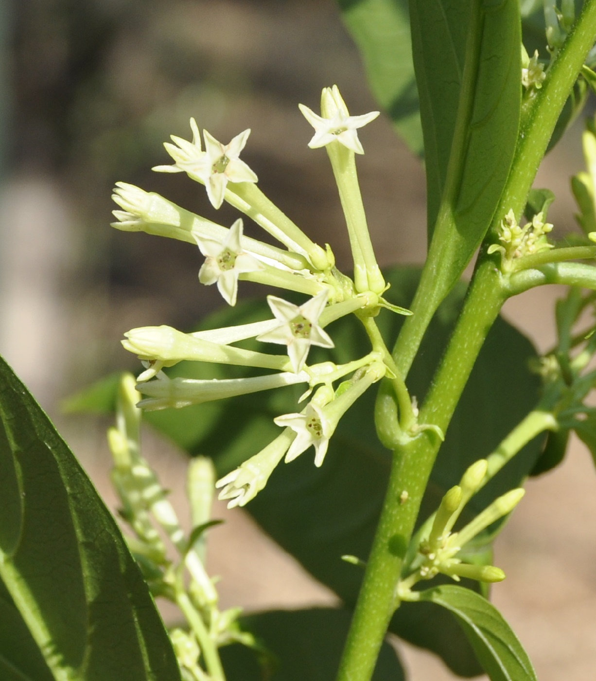 Изображение особи Cestrum nocturnum.