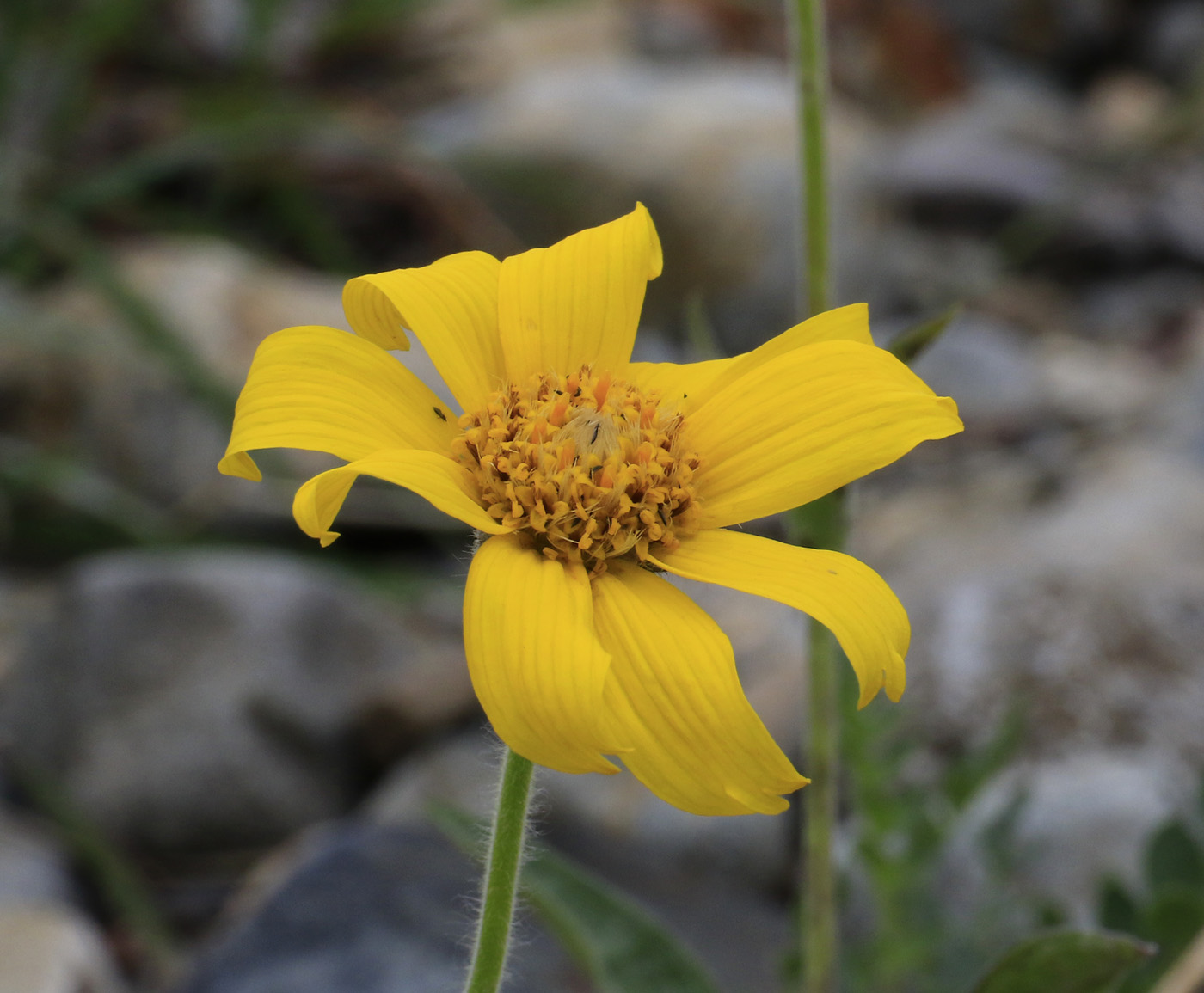 Изображение особи Arnica iljinii.