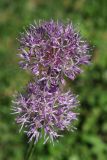 Allium bekeczalicum