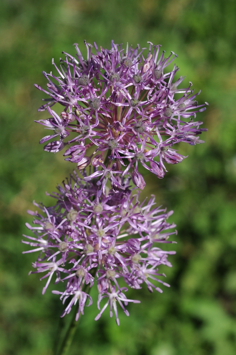 Изображение особи Allium bekeczalicum.