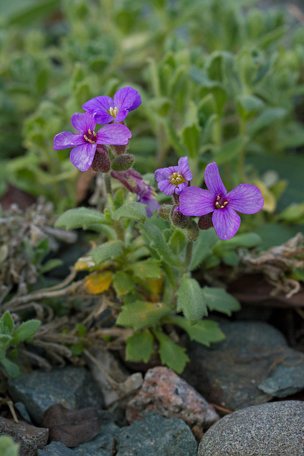 Изображение особи род Aubrieta.