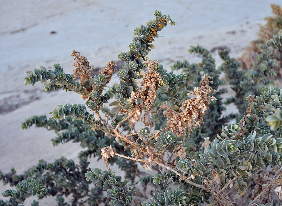 Изображение особи Atriplex farinosa.