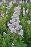 Spiraea alba