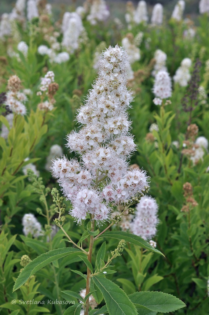 Image of Spiraea alba specimen.