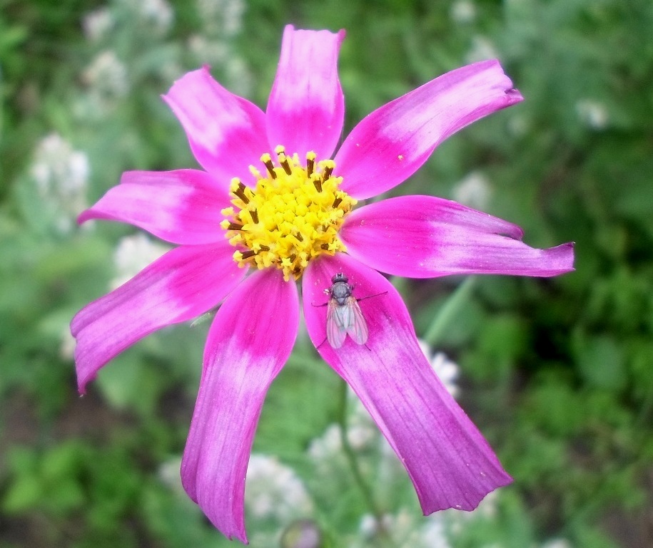 Image of Cosmos bipinnatus specimen.