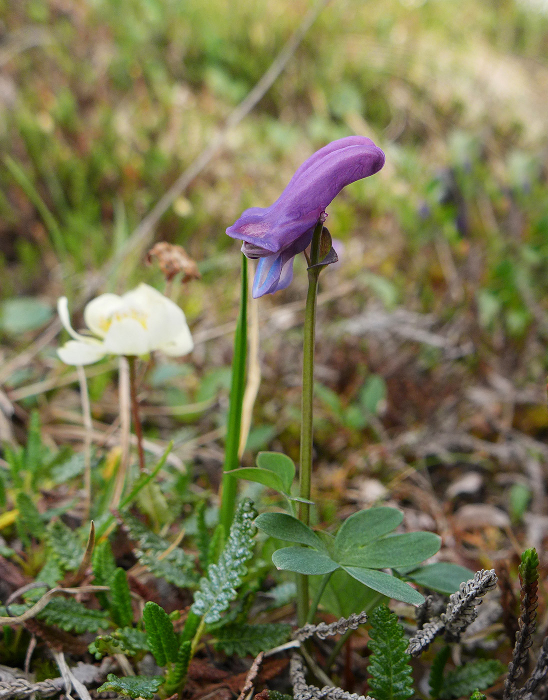 Image of Corydalis arctica specimen.