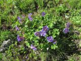 Geranium renardii