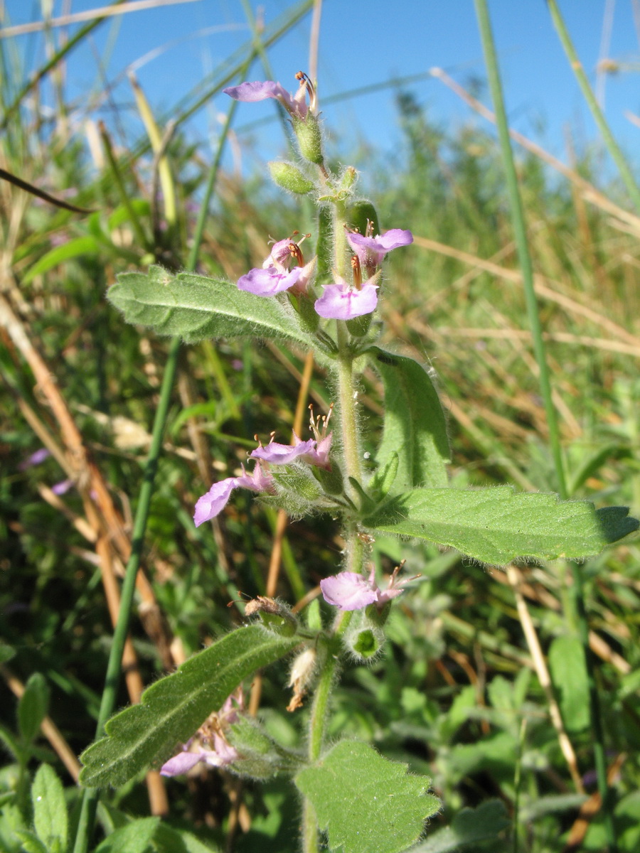 Изображение особи Teucrium scordioides.