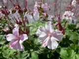 Geranium &times; cantabrigiense