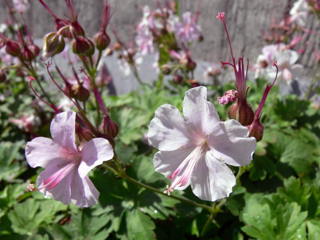 Image of Geranium &times; cantabrigiense specimen.