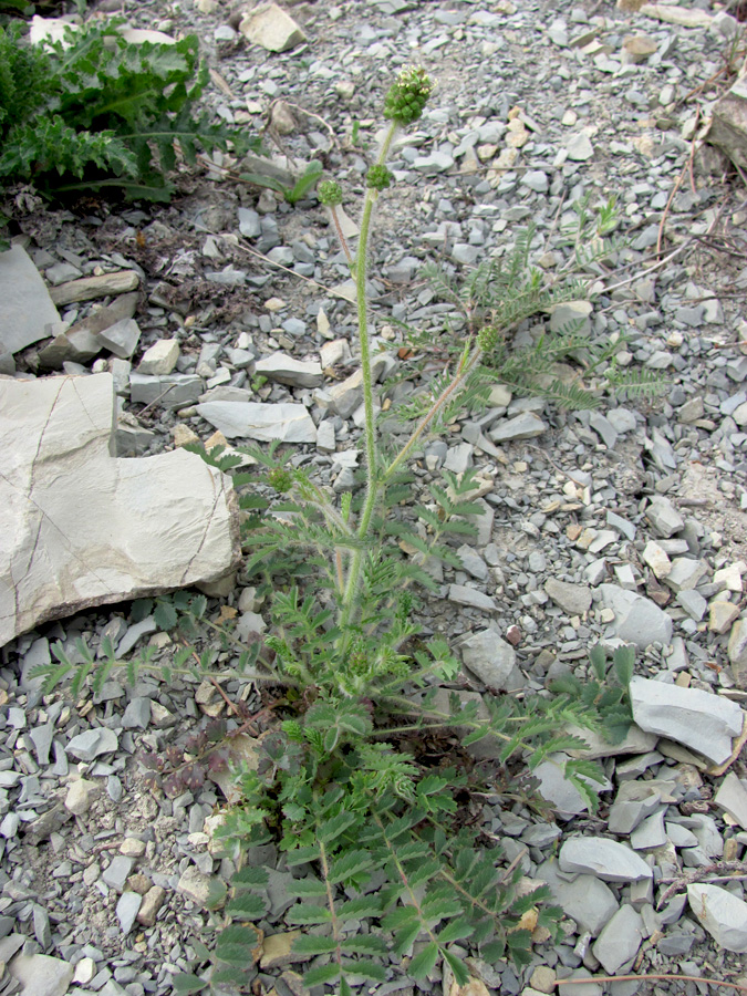 Image of Poterium polygamum specimen.