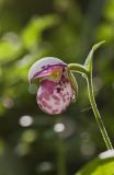 Cypripedium guttatum