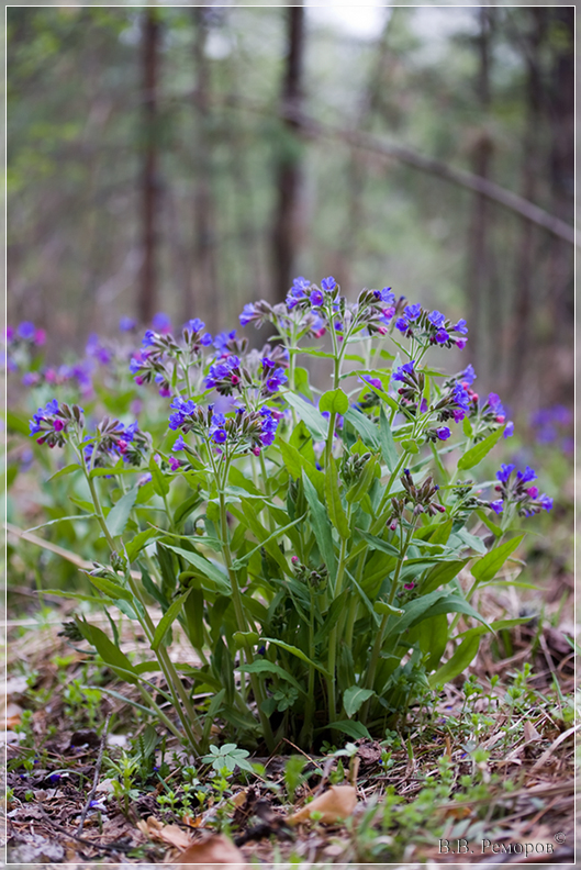 Изображение особи Pulmonaria mollis.