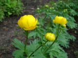 Trollius europaeus. Верхушки побегов с соцветиями. Пенза, Ботанический сад ПГУ, в культуре. 11 мая 2016 г.