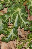Eryngium glomeratum
