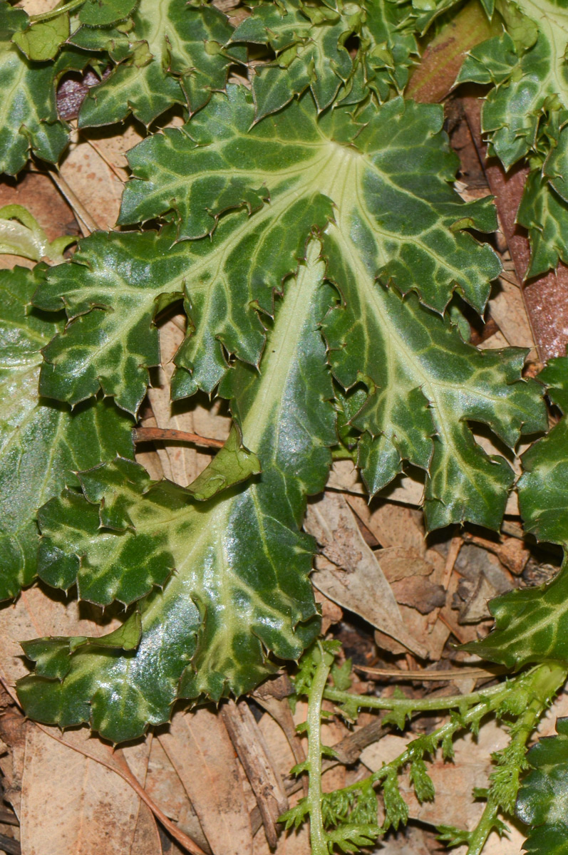 Изображение особи Eryngium glomeratum.