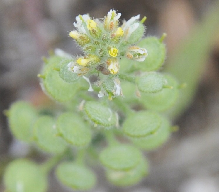 Изображение особи Alyssum strigosum.