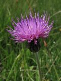 Cirsium dissectum. Соцветие. Нидерланды, провинция Drenthe, национальный парк Drentsche Aa, заказник Eexterveld, молиниевый луг. 14 июня 2008 г.