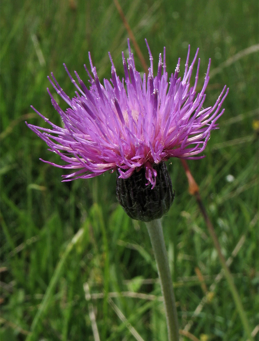 Изображение особи Cirsium dissectum.