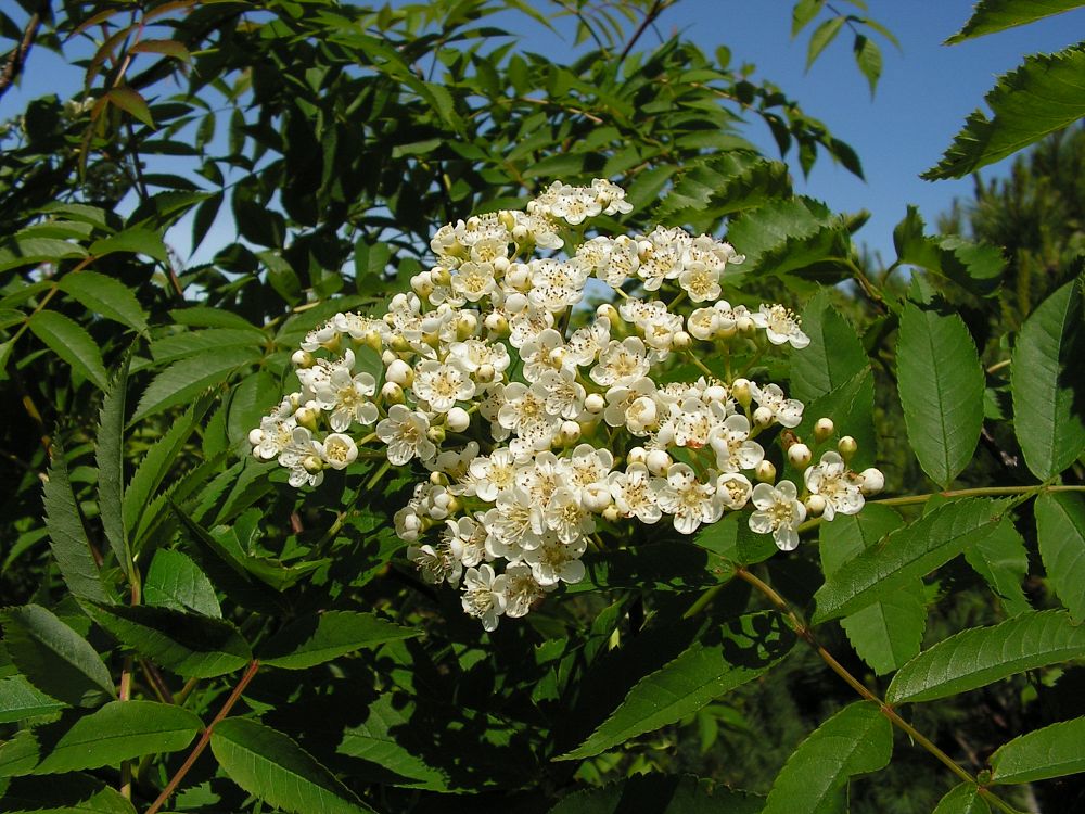 Изображение особи Sorbus commixta.