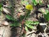 genus Taraxacum. Цветущее растение. Краснодарский край, Абинский р-н, окр. пос. Новый, склон в лесу близ скал Новых. 02.04.2017.