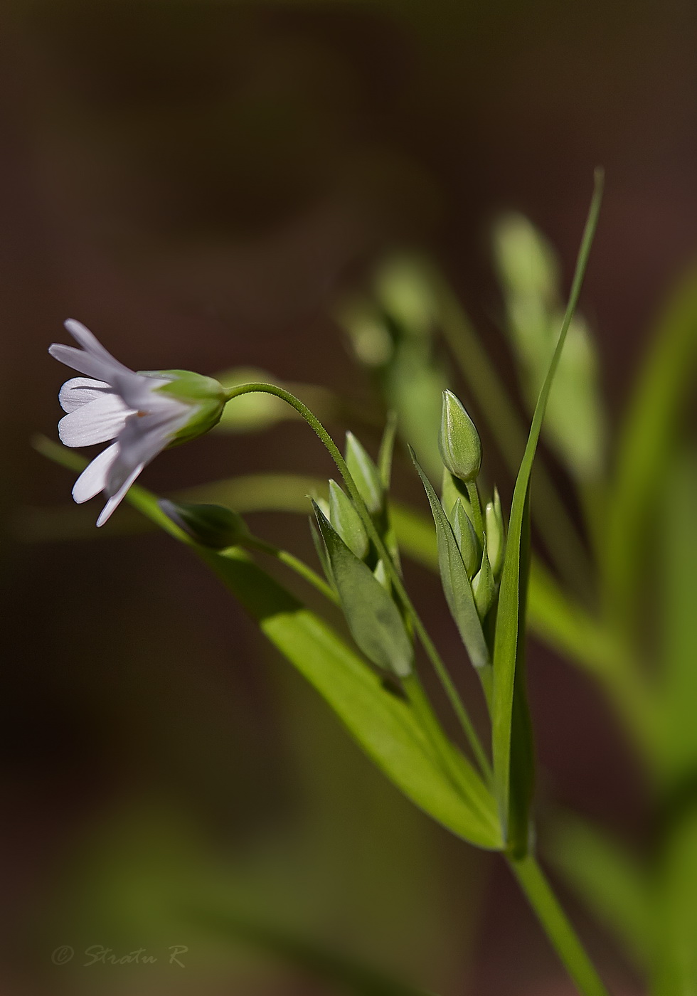 Изображение особи Stellaria holostea.