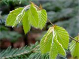 Fagus sylvatica