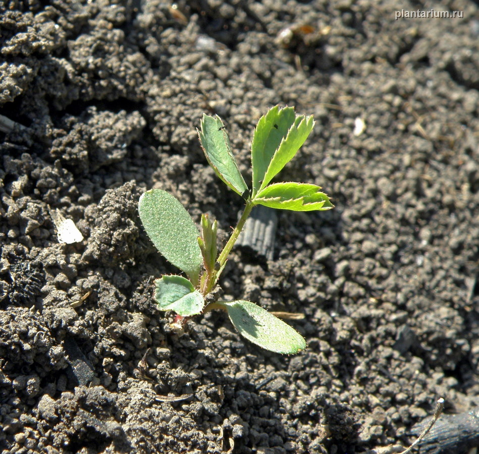 Image of genus Rosa specimen.